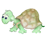 Turtle Magic