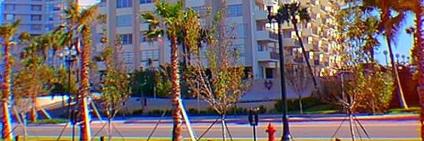 Newly Planted Trees Strapped and braced until capable of self-support