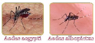 Click to Pan American Health Organization Zika warning list