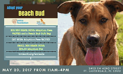 Click to Broward County Beach Bud adoption event