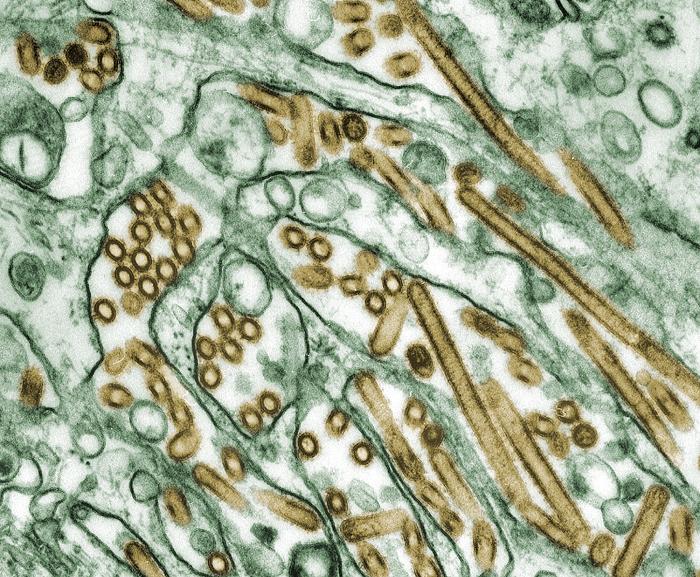 Avian Influenza Virus Strain