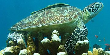 Green Sea Turtle
