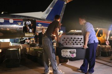 Pets prepared for flight to San Francisco Shelter before Hurricane Irma