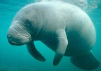 Manatees begin moving south