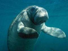 Florida Manatee