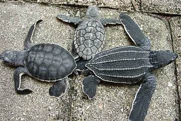Broward Sea Turtles