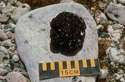 Tar Ball