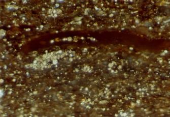 Black and Brown Marcellus Shale