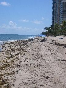 Galt Mile Beach Incubates Beach Waste