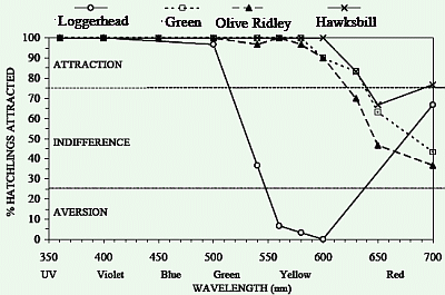 Click to Source - Both the color (wavelength) and relative brightness of light sources impact turtle behavior