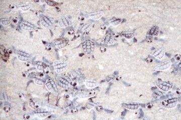 Turtle Hatchlings Leaving Nest