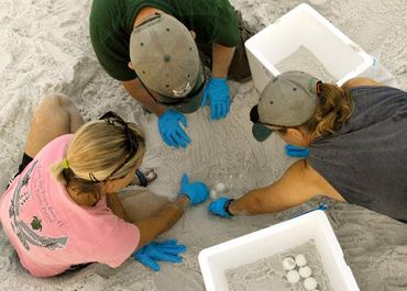 Moving Sea Turtle Nest