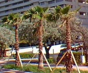 Braced Palms in full Sidewalk Beds