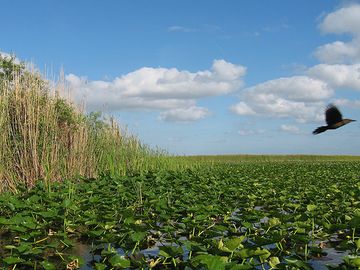 Everglades’ Restoration