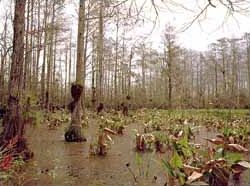 Ken Keechl tries to rescue Broward Wetlands in Tallahassee