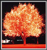 Seasonal Lights