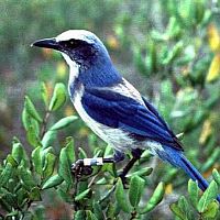 Florida Scrub Jay